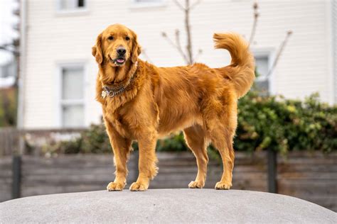 Golden Retrievers: Whats Good About Em, Whats。